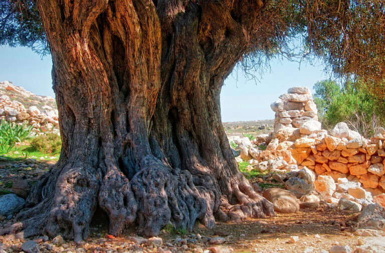 7-old-olive-trees-manolis-tsantakis